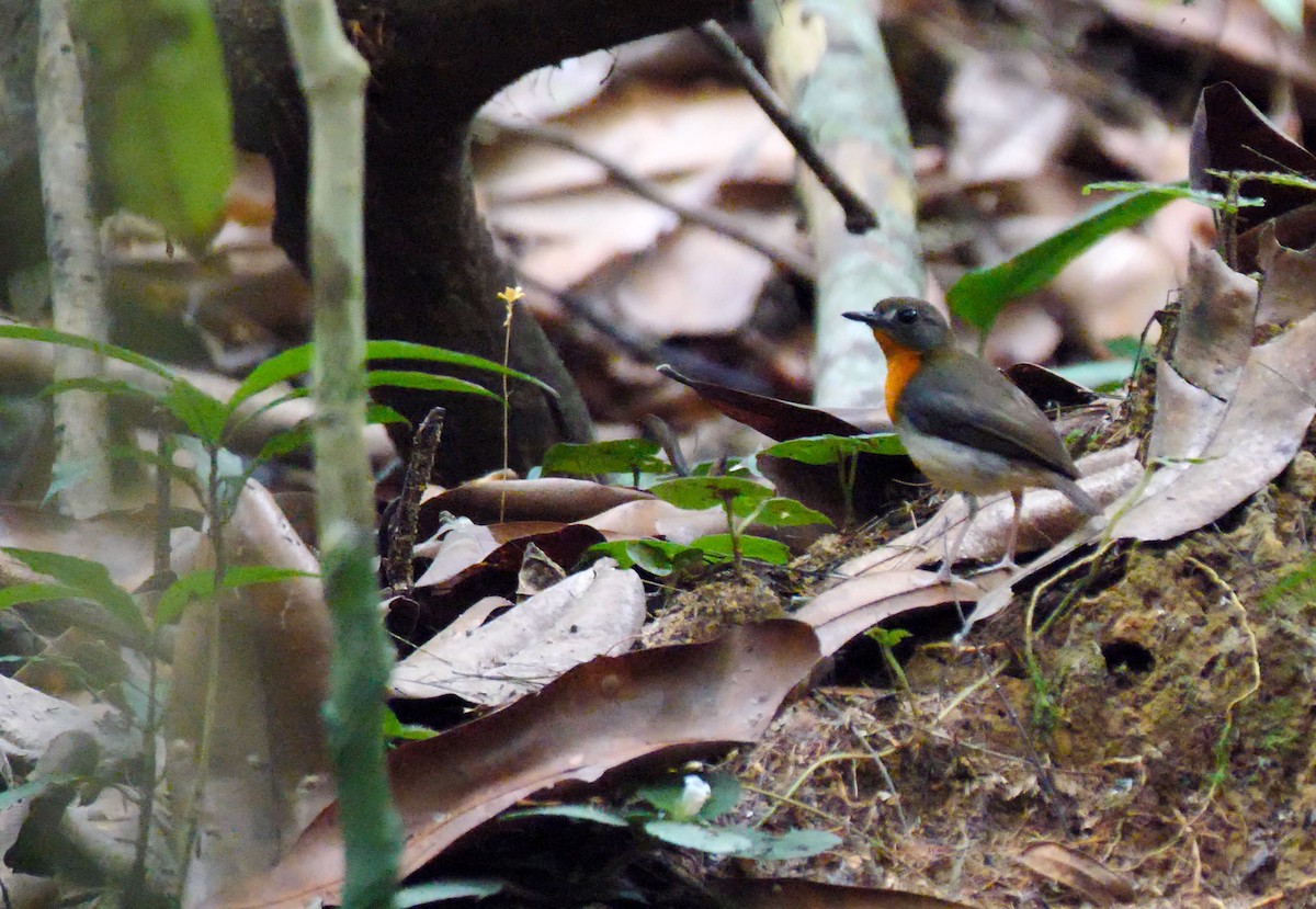 Orange-breasted Forest Robin - ML205136481