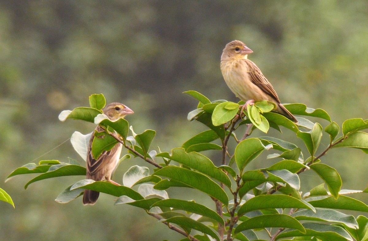 Yellow-mantled Widowbird (Yellow-mantled) - ML205136541