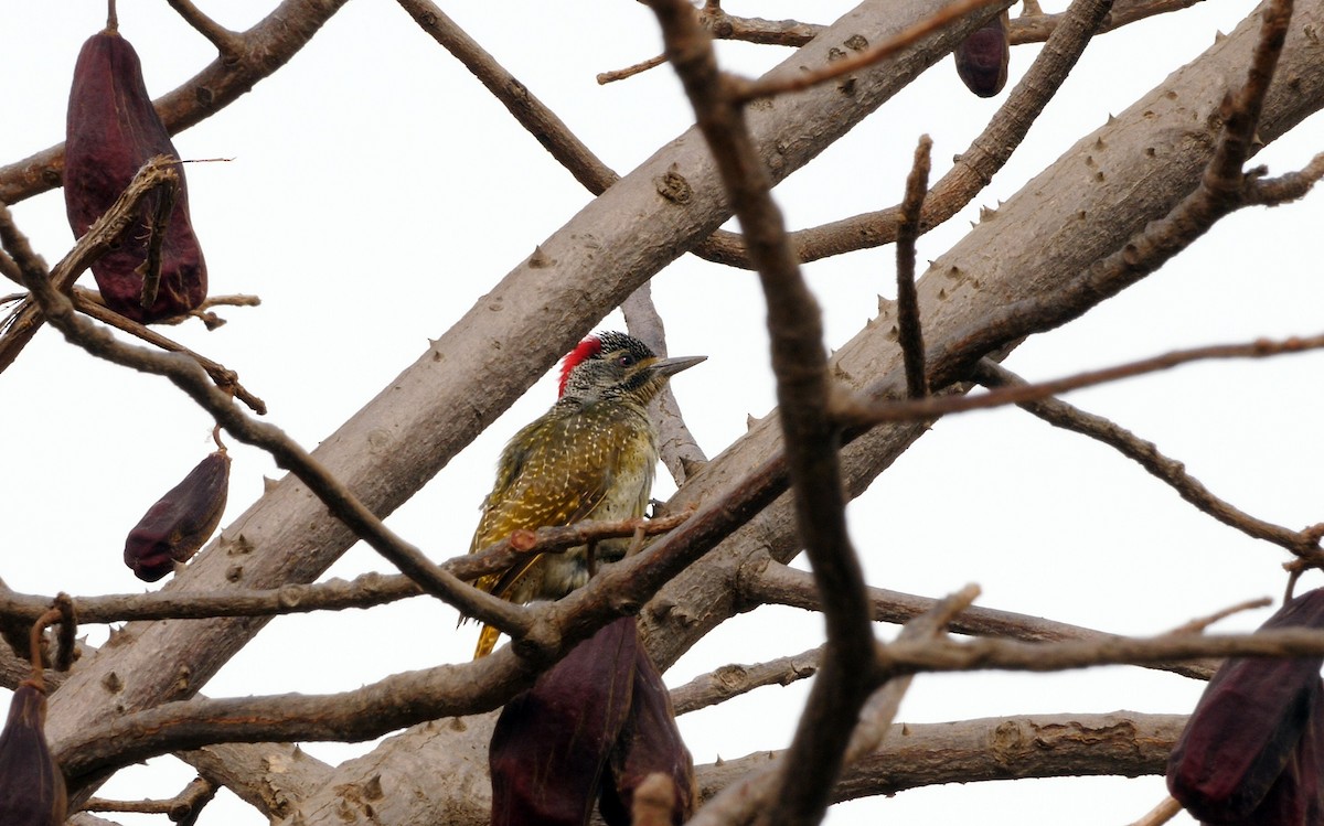 Fine-spotted Woodpecker - ML205136711