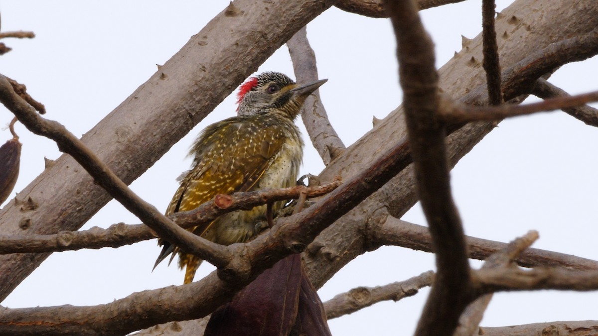 Fine-spotted Woodpecker - ML205136721