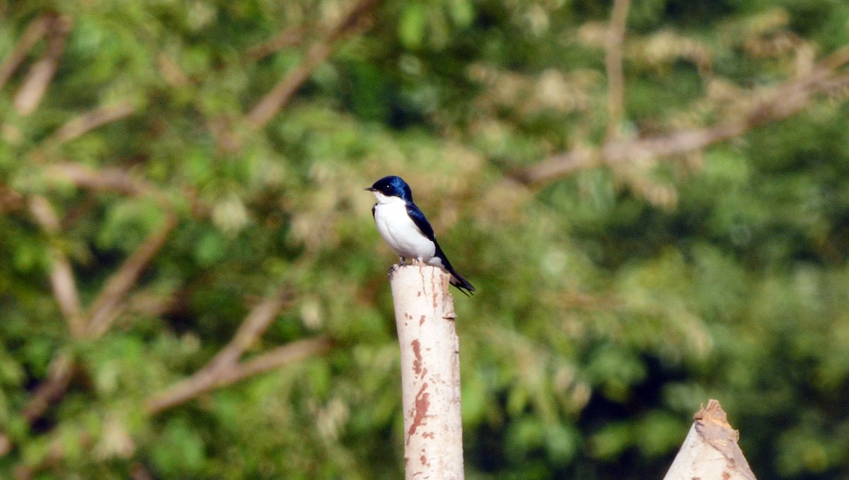 Pied-winged Swallow - ML205136731