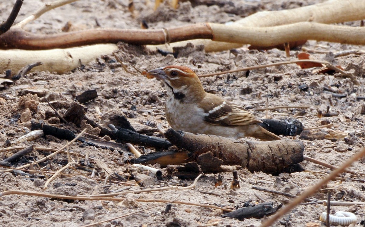 Chestnut-crowned Sparrow-Weaver - ML205136741