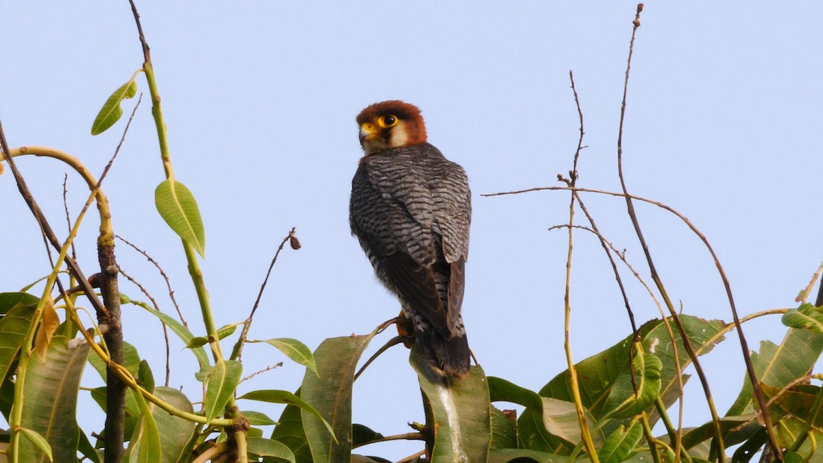 Red-necked Falcon (African) - ML205136751