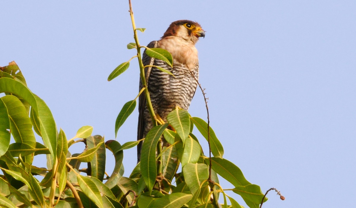 Red-necked Falcon (African) - ML205136761