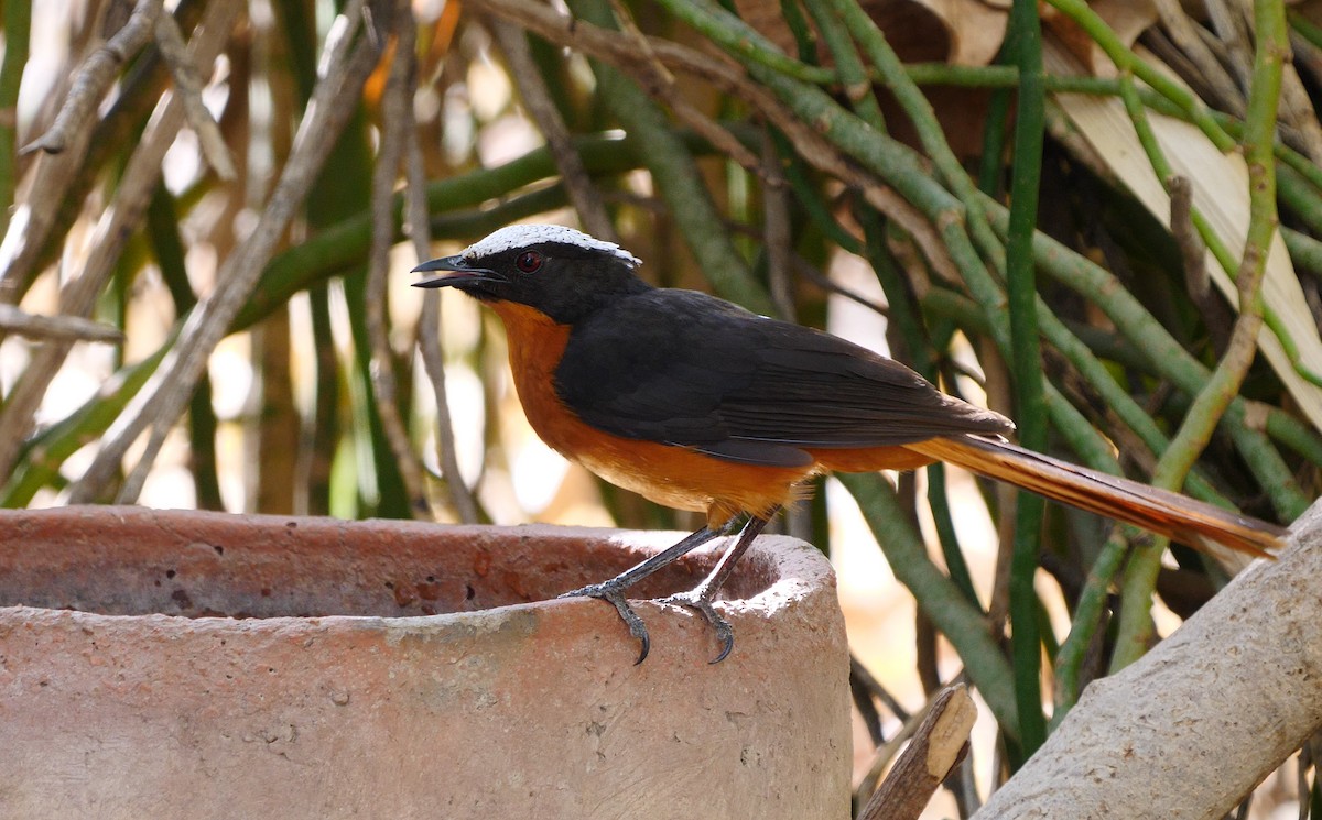White-crowned Robin-Chat - ML205136791