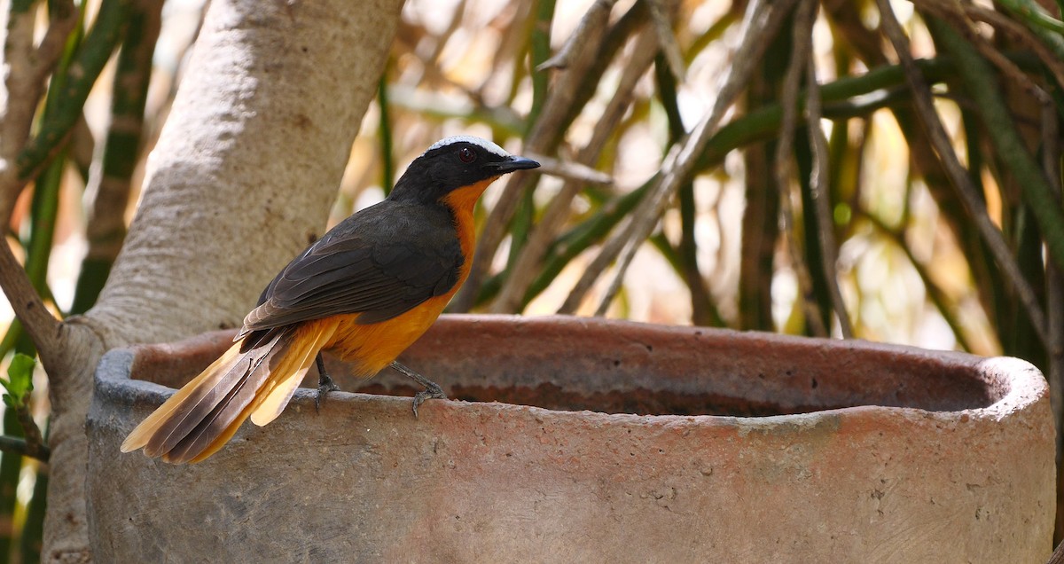 White-crowned Robin-Chat - ML205136801