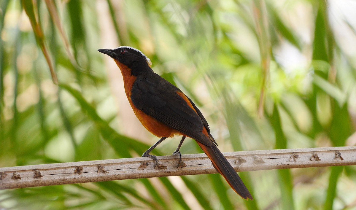 White-crowned Robin-Chat - ML205136811