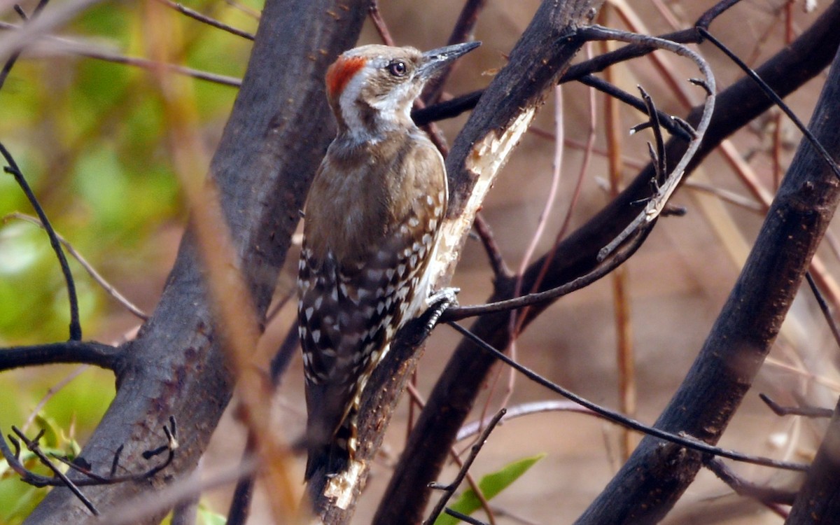 Brown-backed Woodpecker - ML205136891