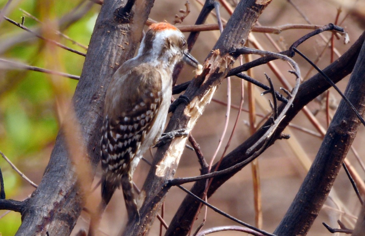 Brown-backed Woodpecker - ML205136901