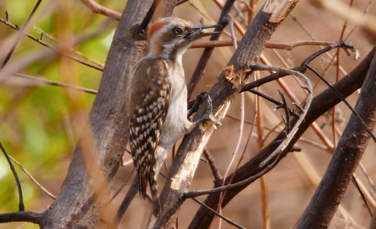 Brown-backed Woodpecker - Josep del Hoyo