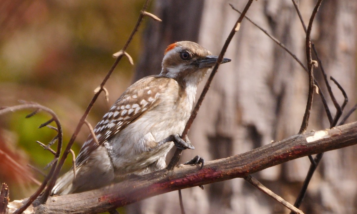 Brown-backed Woodpecker - ML205136921