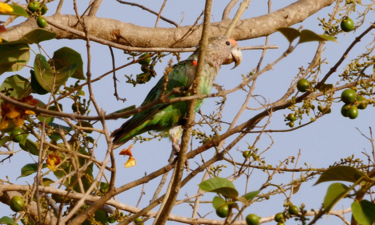Brown-necked Parrot (Brown-necked) - ML205136931