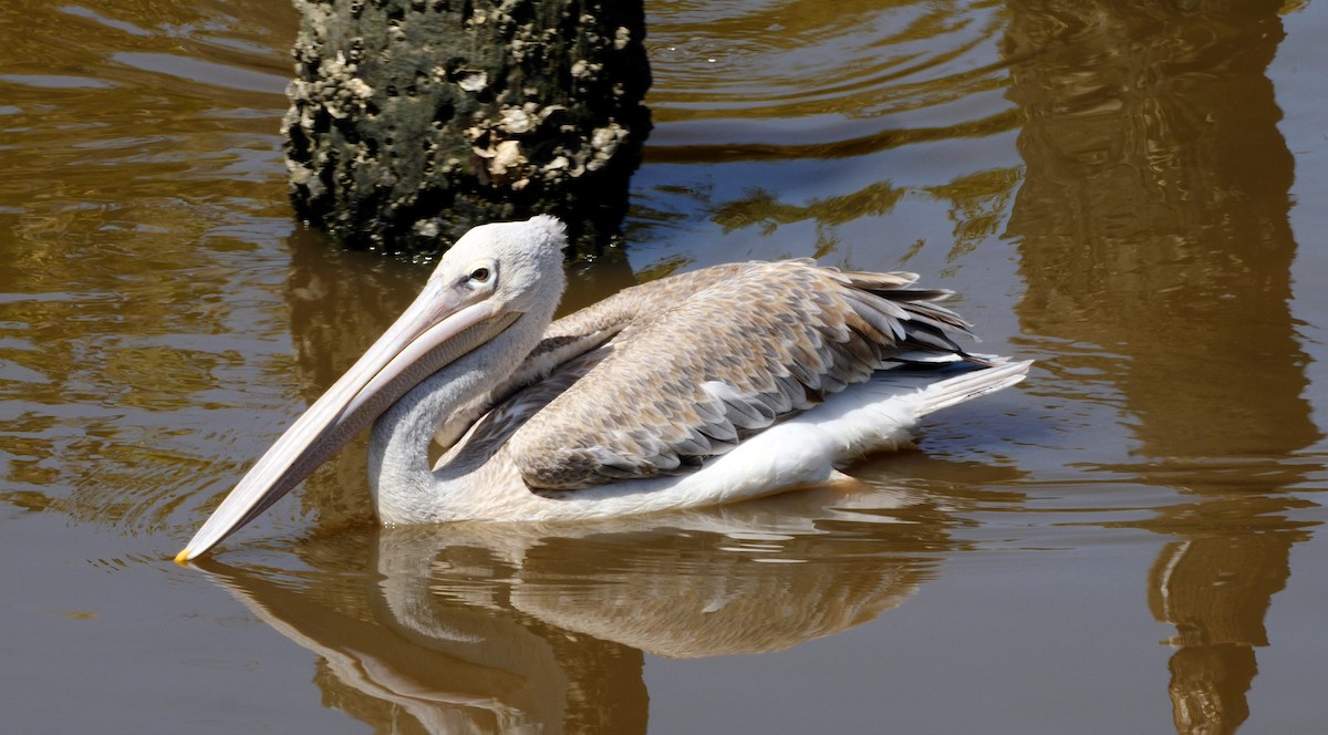 Pink-backed Pelican - ML205137071