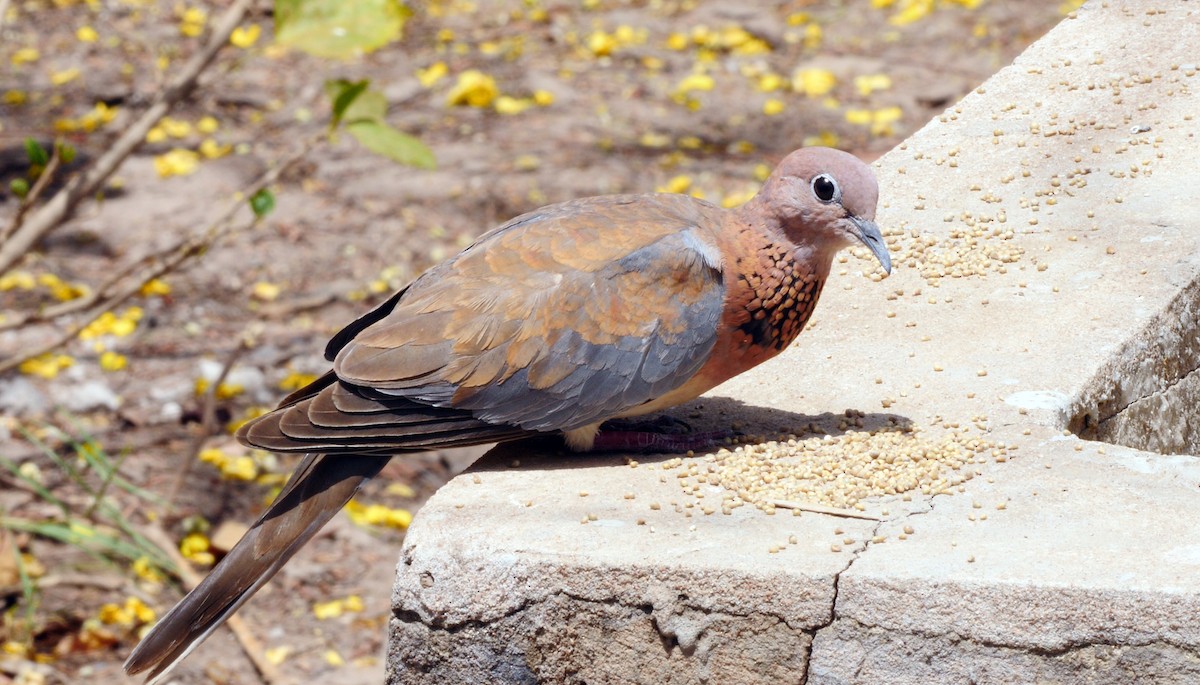 Laughing Dove - ML205137121