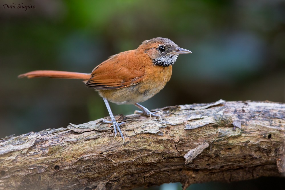 Hoary-throated Spinetail - ML205137141