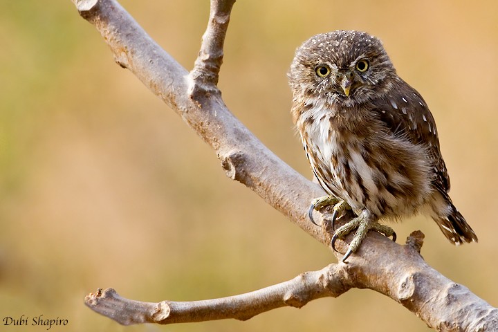 Peruvian Pygmy-Owl - Dubi Shapiro