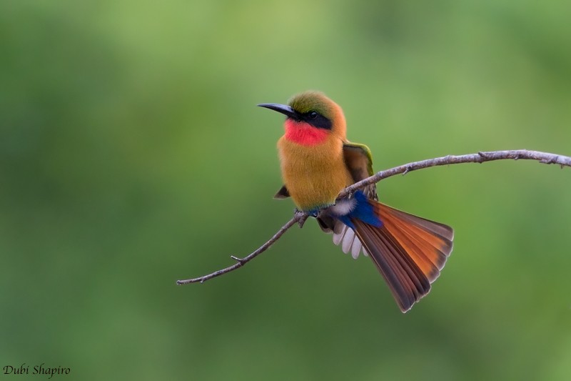 Red-throated Bee-eater - ML205137341