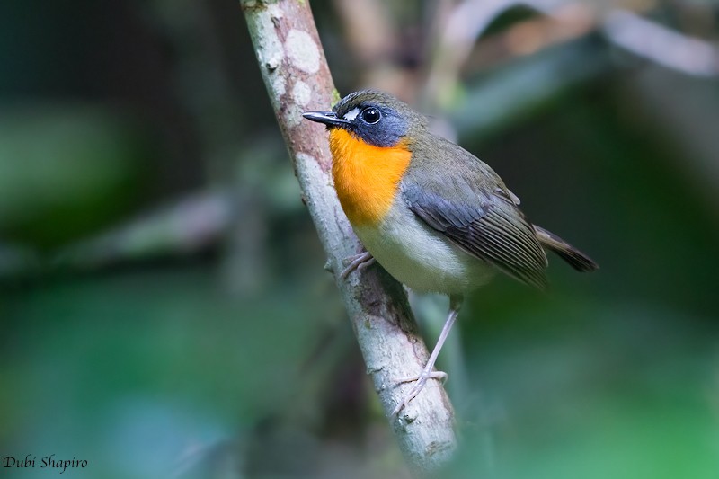 Orange-breasted Forest Robin - Dubi Shapiro