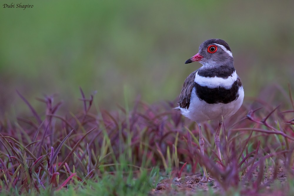 Forbes's Plover - ML205137381