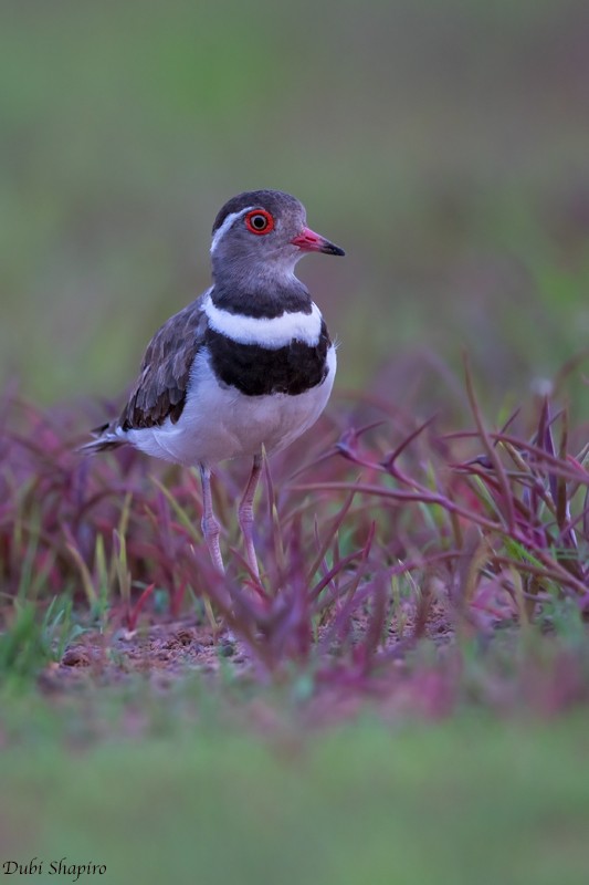 Forbes's Plover - ML205137391