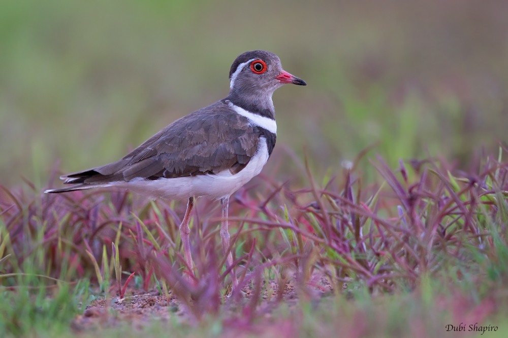 Forbes's Plover - ML205137411