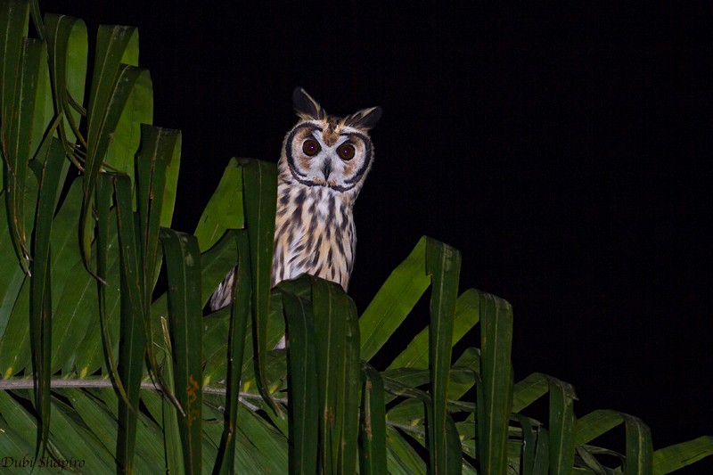 Striped Owl - Dubi Shapiro