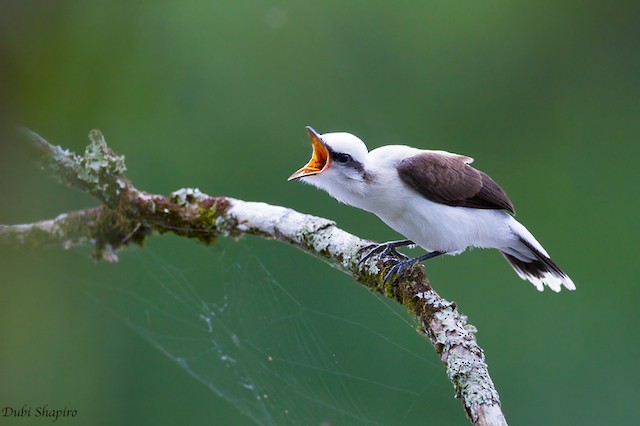 Masked Water-Tyrant - eBird