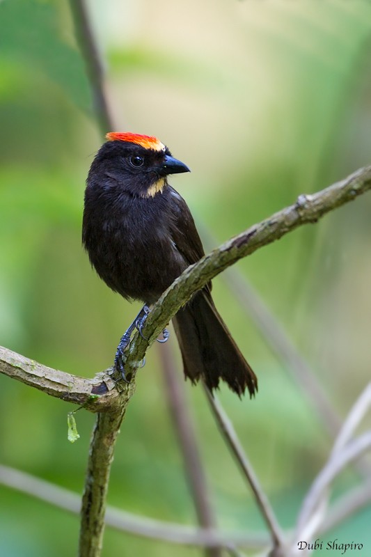 Flame-crested Tanager (Flame-crested) - Dubi Shapiro