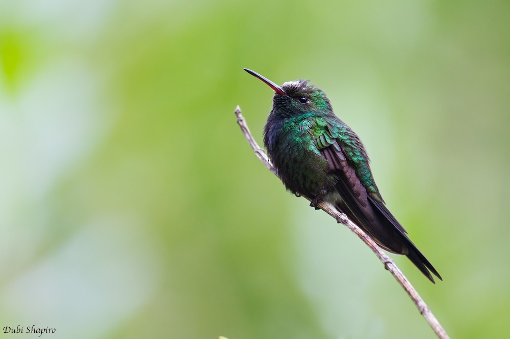 kolibřík haitský - ML205137651