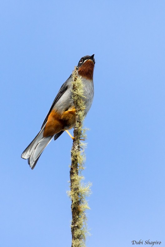 Rufous-throated Solitaire (Rufous-throated) - ML205137691