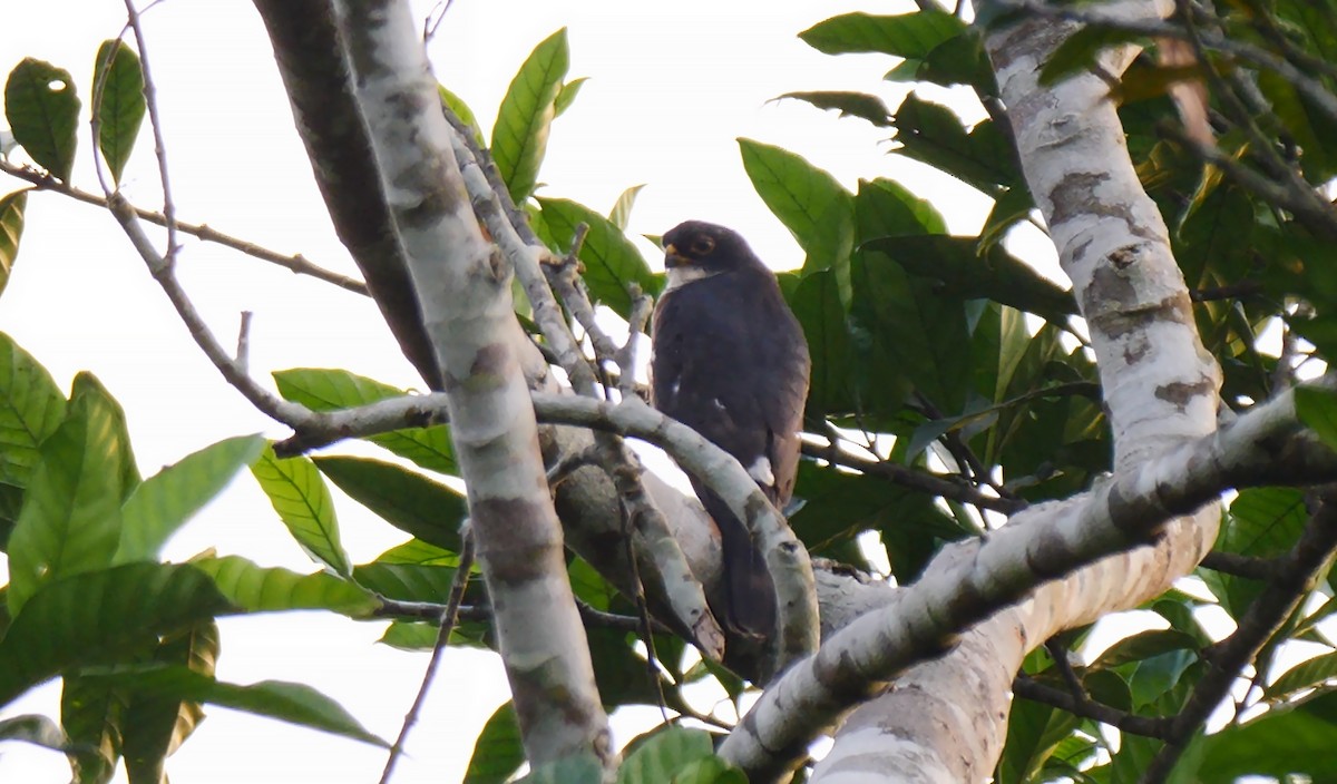Red-thighed Sparrowhawk - ML205137841