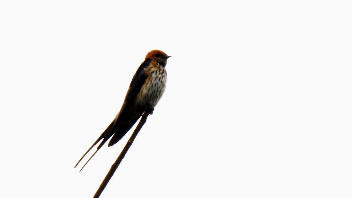 Lesser Striped Swallow - ML205138091