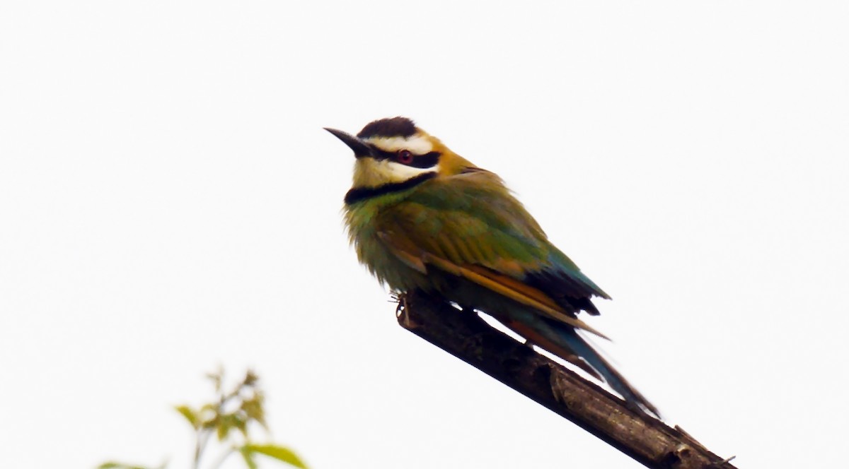 White-throated Bee-eater - ML205138181