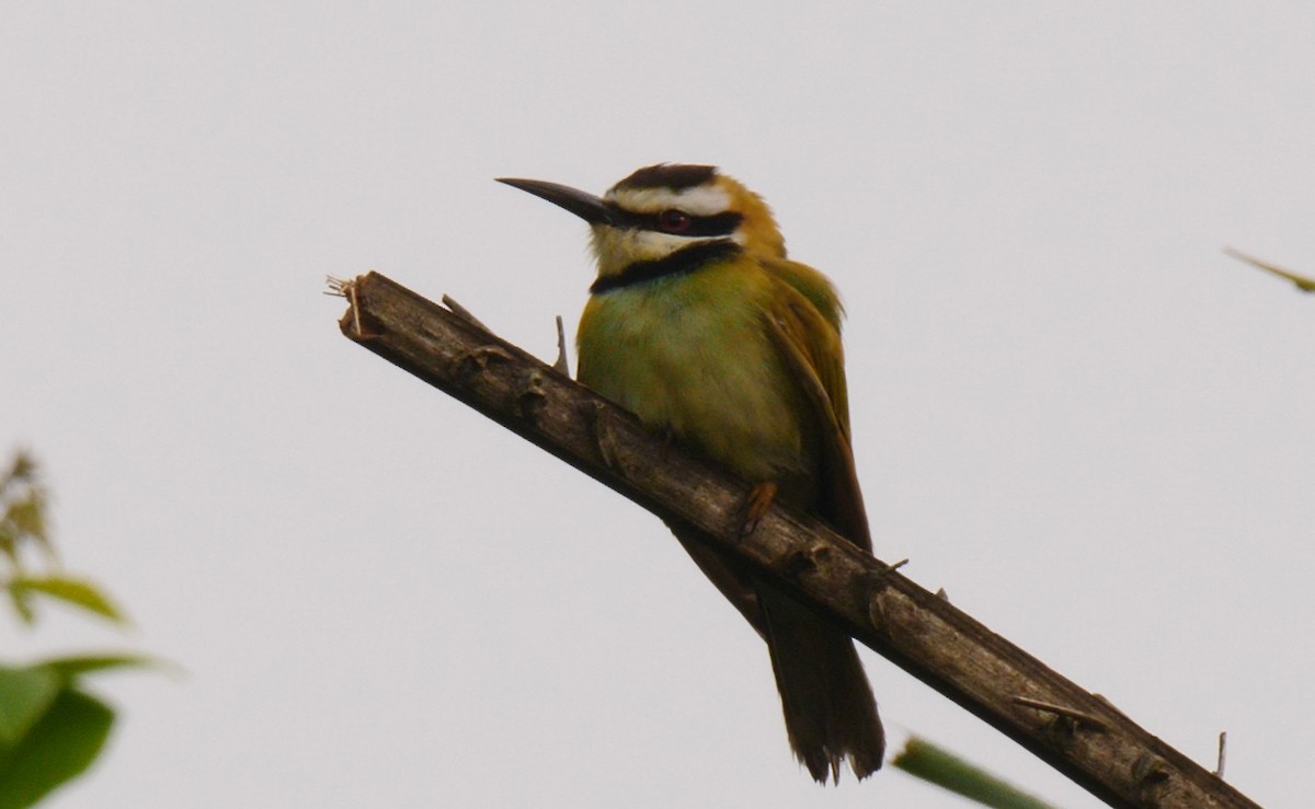 White-throated Bee-eater - ML205138231