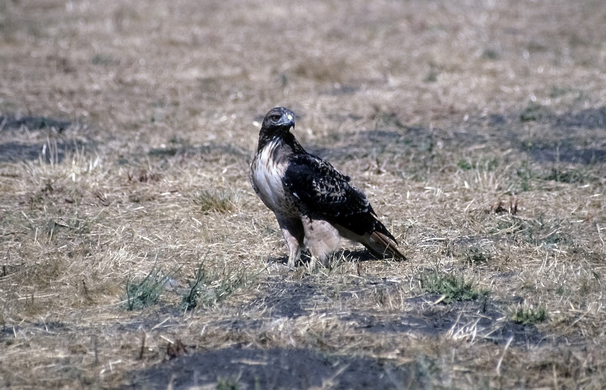 Red-tailed Hawk (calurus/alascensis) - Josep del Hoyo