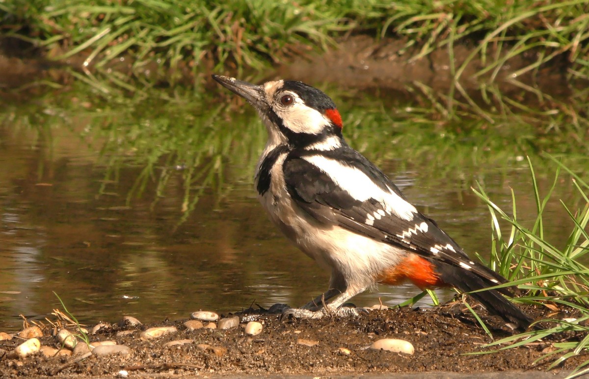 Great Spotted Woodpecker (Great Spotted) - ML205138611