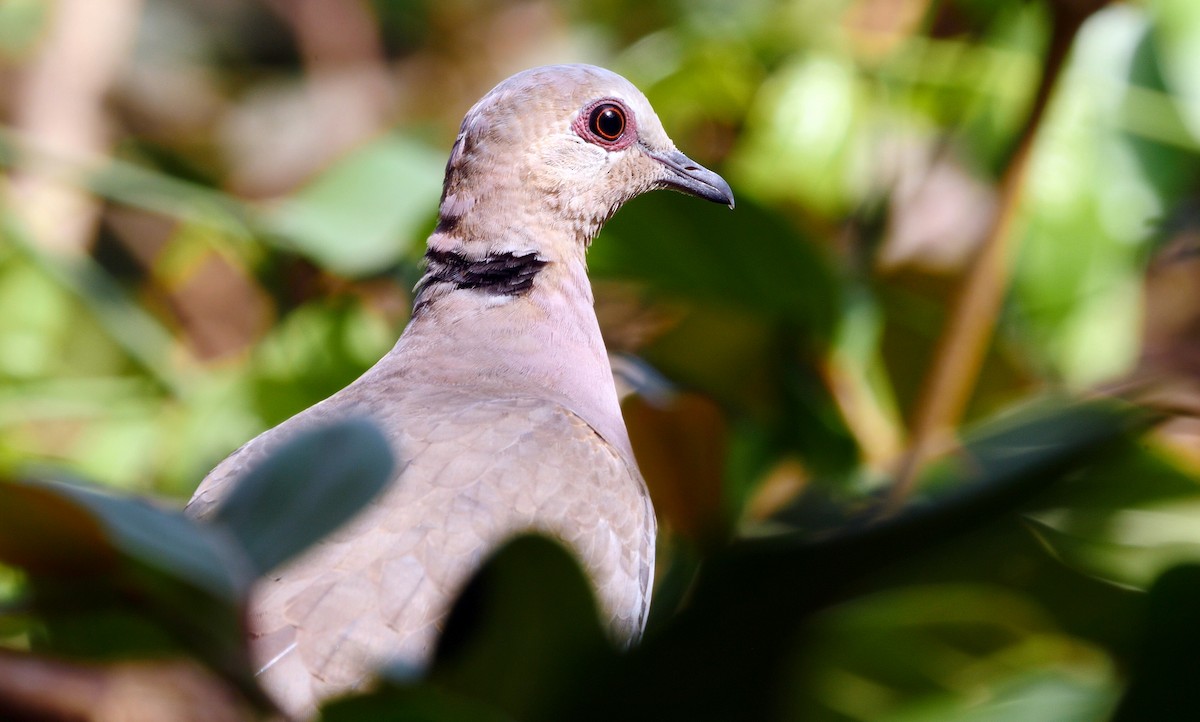 Red-eyed Dove - ML205138661