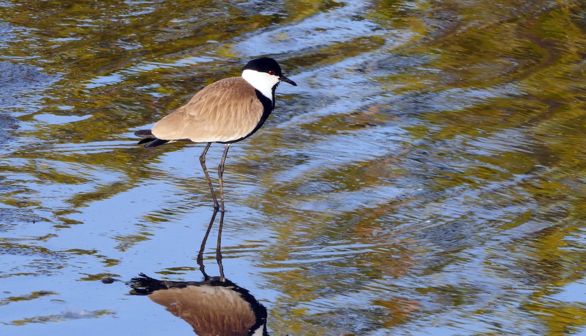 Spur-winged Lapwing - ML205138721