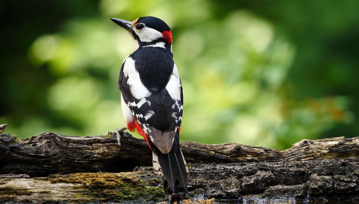 Great Spotted Woodpecker (Great Spotted) - ML205138931