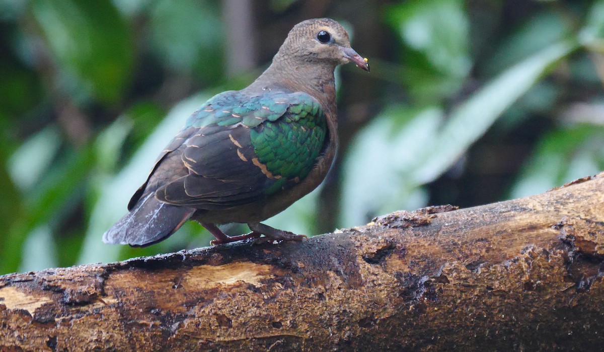 Asian Emerald Dove - Josep del Hoyo