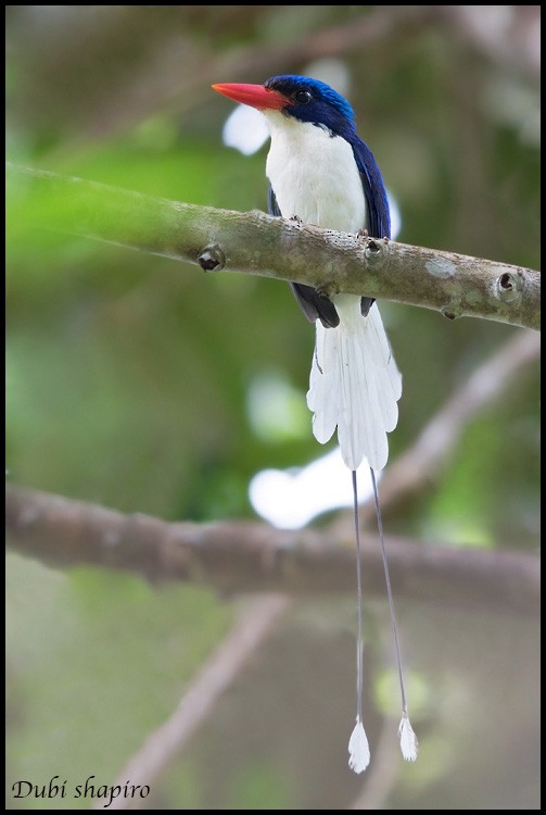 Common Paradise-Kingfisher - Dubi Shapiro