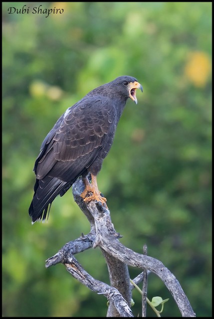 Common Black Hawk - eBird