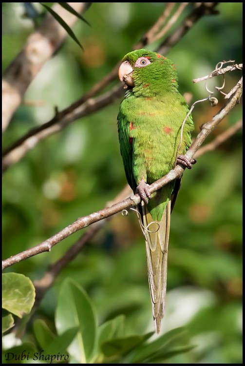 Cuban Parakeet - Dubi Shapiro