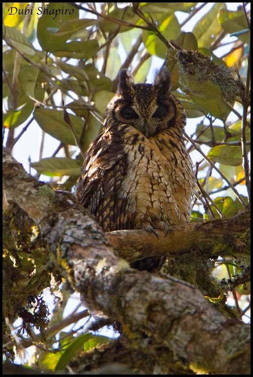 Madagascar Owl - ML205139401
