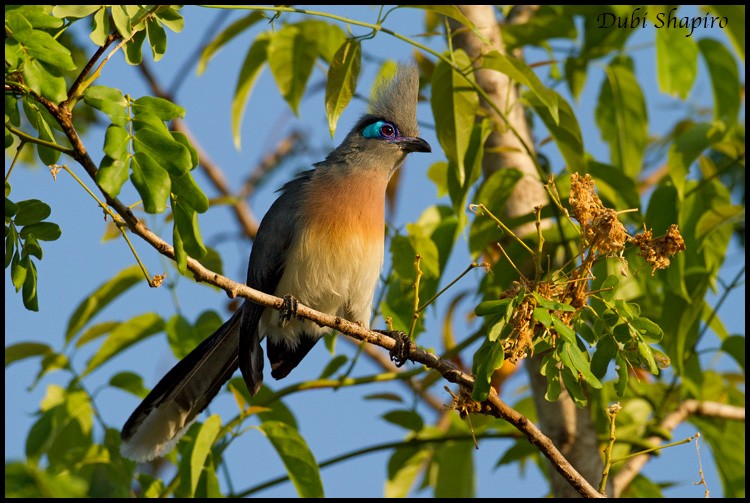 Crested Coua (Crested) - ML205139411