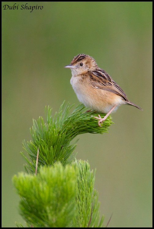 Wing-snapping Cisticola - ML205139441