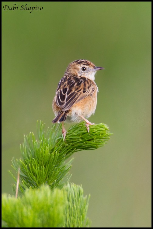 Wing-snapping Cisticola - ML205139451