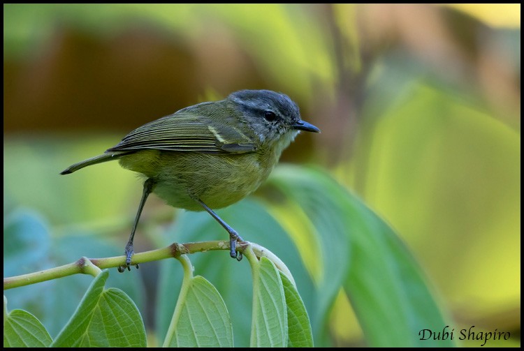 Island Leaf Warbler (Seram) - Dubi Shapiro