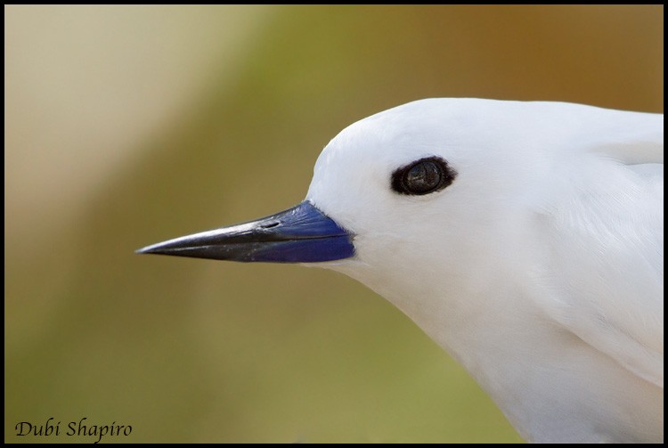 White Tern - Dubi Shapiro