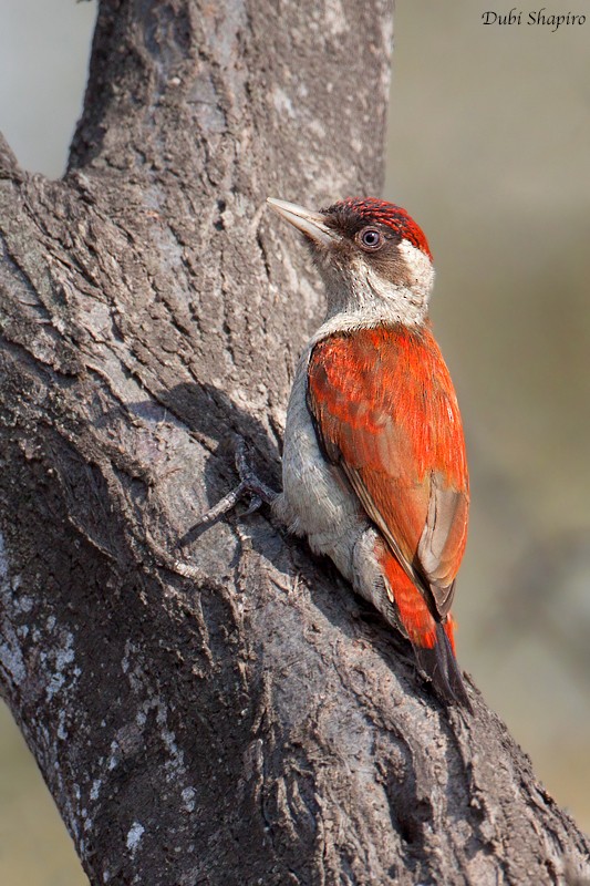 Scarlet-backed Woodpecker - Dubi Shapiro